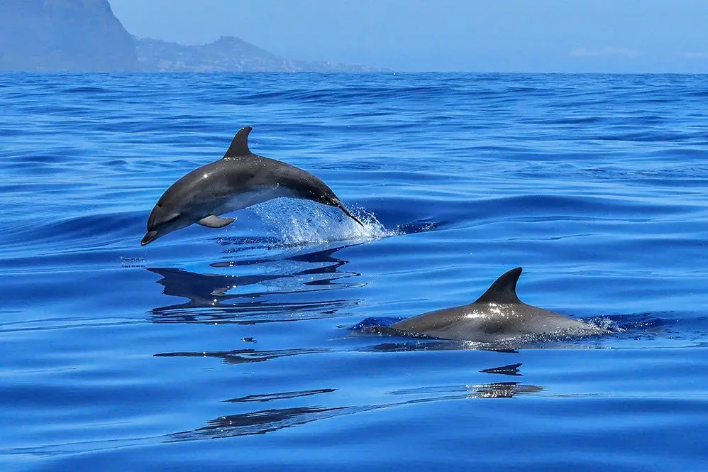 dolphins